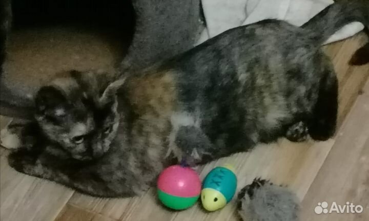 Котенок подросток