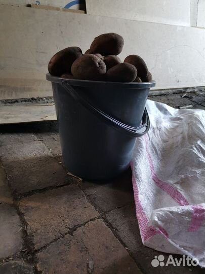 Продам картофель домашний