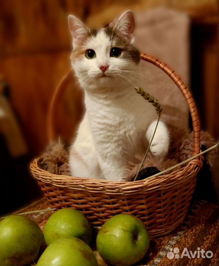 Кошки