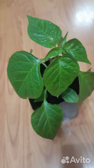 Перец острыйХабанеро