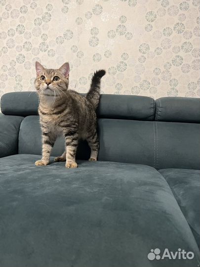 Котенок(5 мес)котик