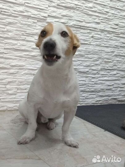 Джек рассел