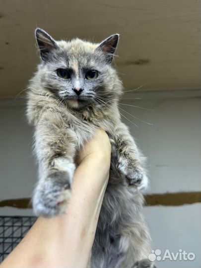 Нежная кошечка Ласка в дар