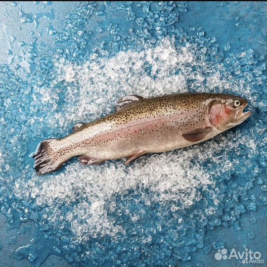 Форель живая