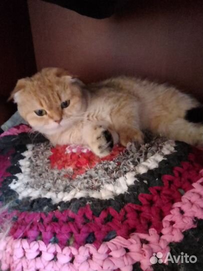 Шотландская