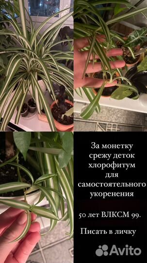 Комнатные цветы