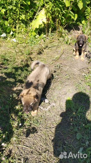 Отдам в добрые руки щенков