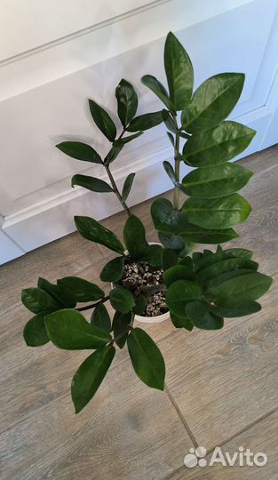 Замиокулькас