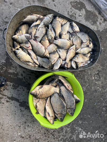 Рыба карась свежий