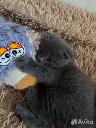 Шотландская вислоухая кошка