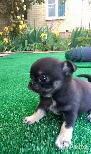 Чихуашка миник