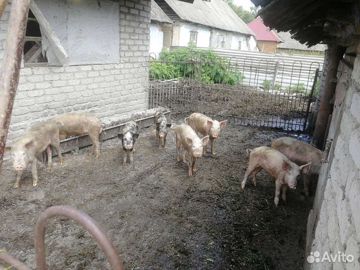 Свиньи поросята