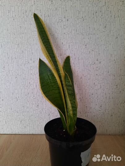 Сансевиерия