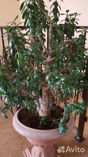 Денежные деревья, возраст более15 лет. Комнатные