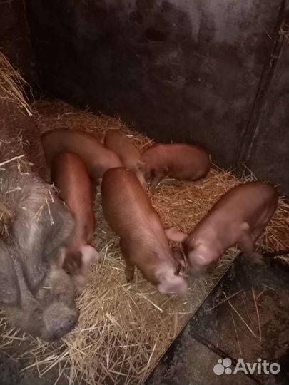 Кабанчик дюрок на племя