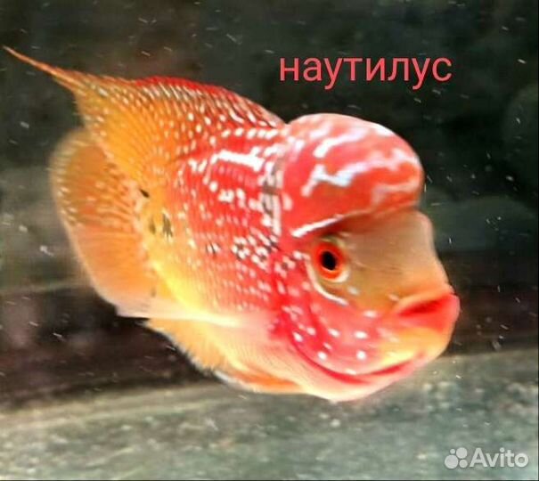 Флавер Хорн King Kamfa