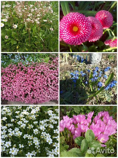 Растения для сада