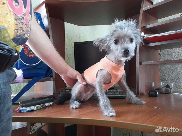 Вязка китайская хохлатая