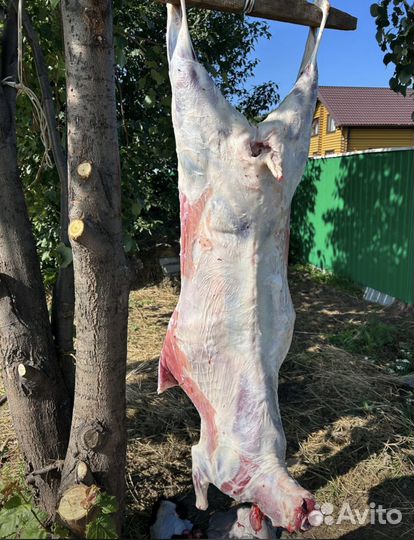 Мясо Баранины,шашлык халяль