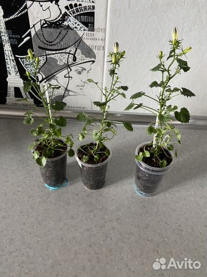 Кампанула Fancy Mee