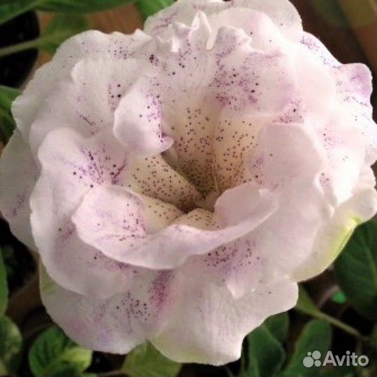 Глоксиния Артикль де Люкс