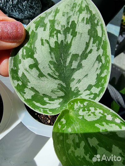 Эпипремнум, сциндапсус, Сансевиерия