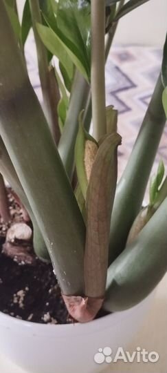 Красивый Замиокулькас