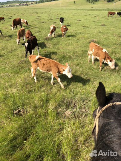 Бычки и телята