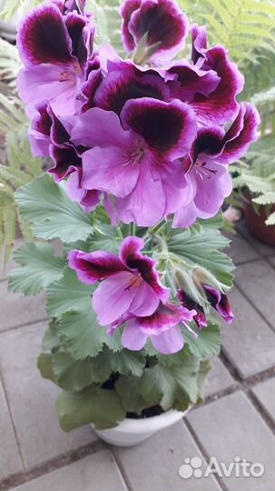 Герань пеларгония королевская