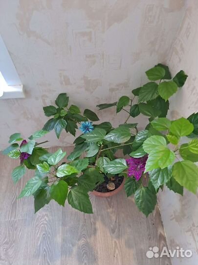 Комнатные цветы