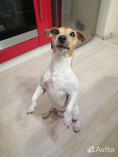 Вязка джек Рассел терьер