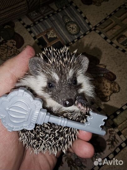 Африканский карликовый ежонок. Ёж. 30.01.24