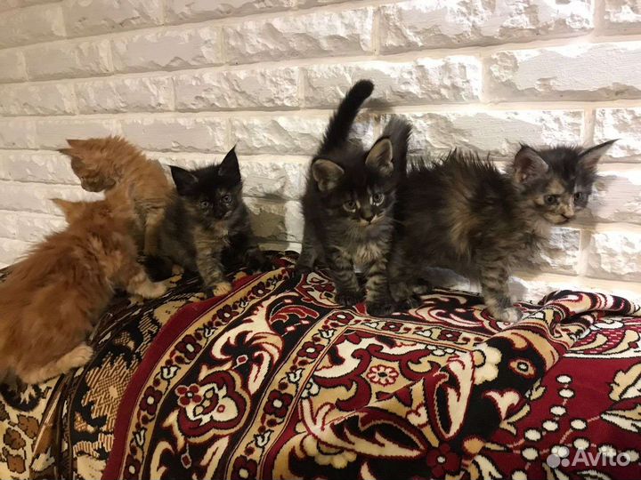 Котята мейн-кун