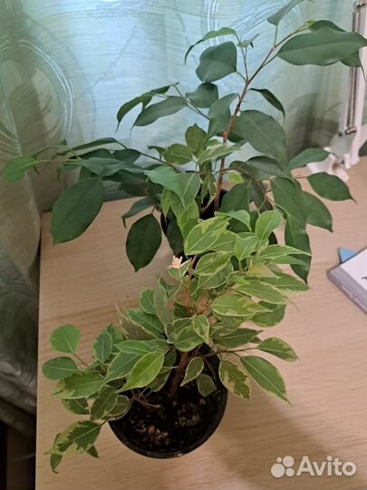 Комнатные цветы