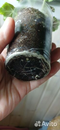 Пеларгония