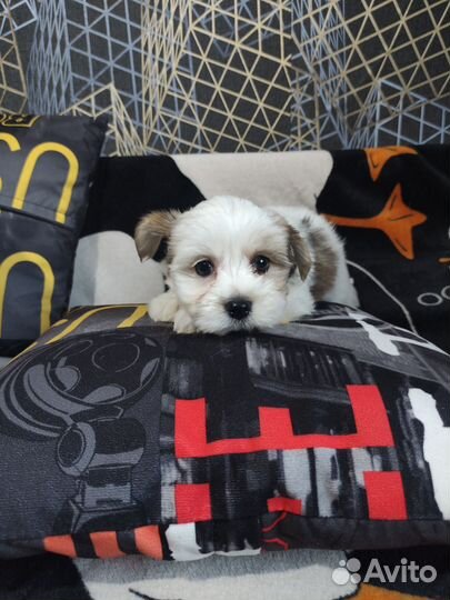 Щенки бивер йорк