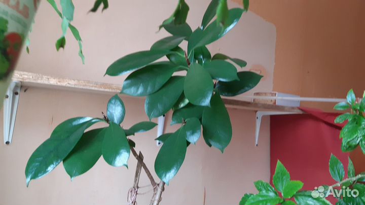 Фикус Циатистипула