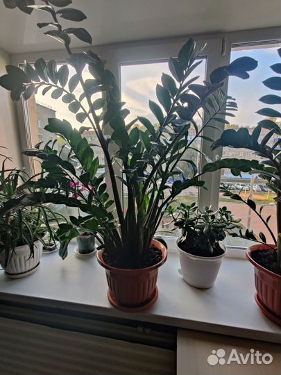 Замиокулькас