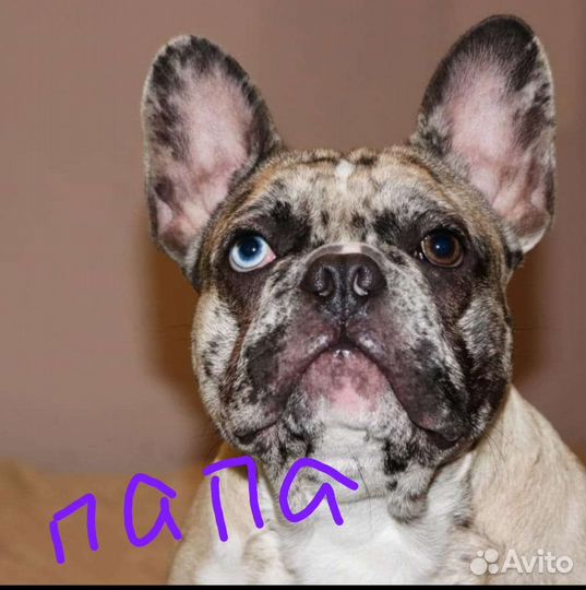 Французский бульдог щенки