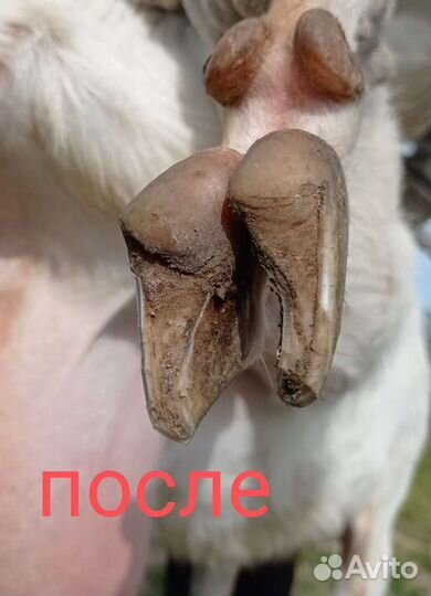 Стрижка копыт мрс, обезроживание козлят, кастрация