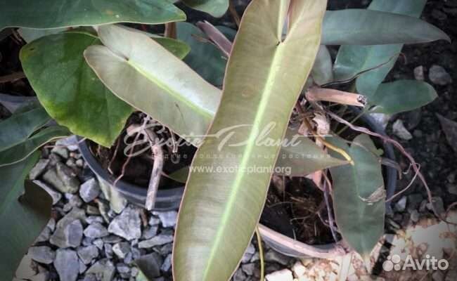 Филодендроны