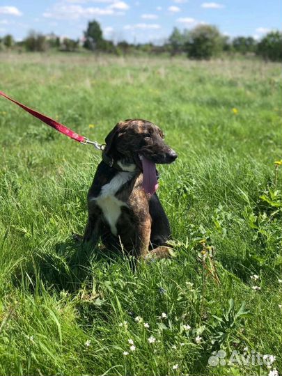 Собаки бесплатно в добрые руки