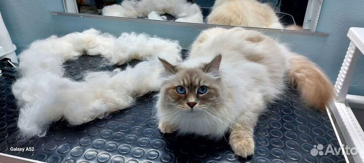 Груминг кошек(стрижка, линька)с выездом на дом