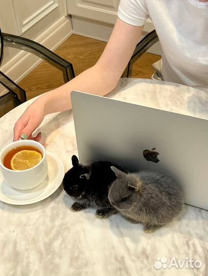 Мини карликовый кролик