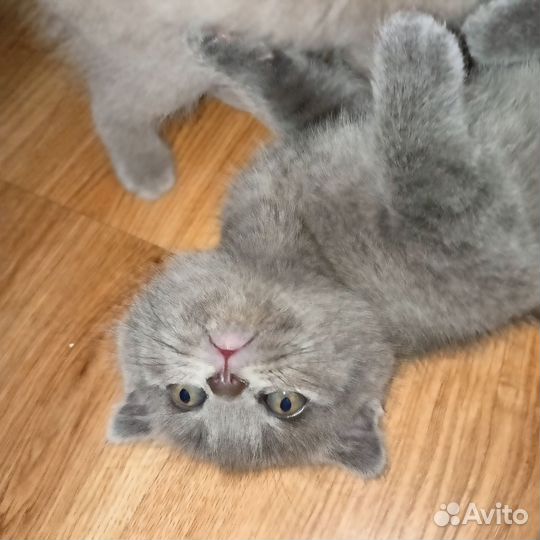 Вислоухие котята