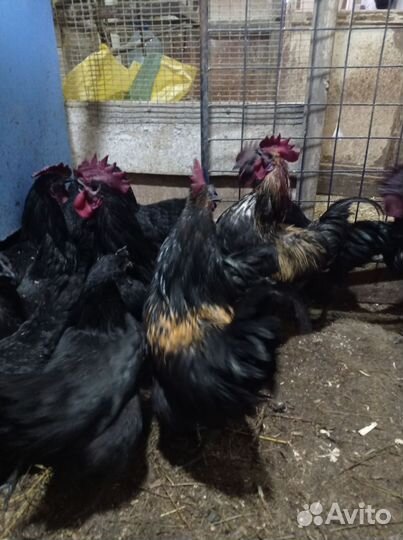 Молодые петухи Ухейилюй и Лакеданзи