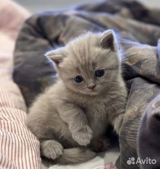 Шотландские вислоухие и прямоухие котята