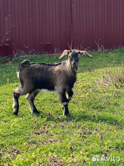 Англо нубийские козы