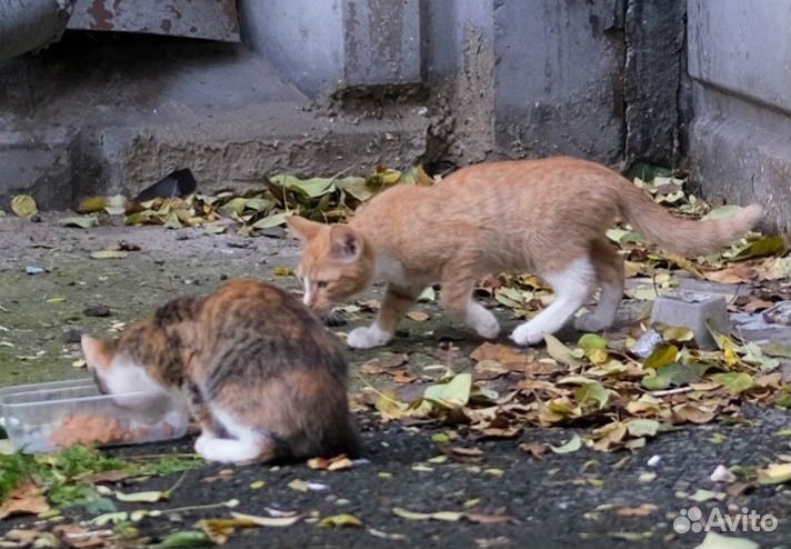 Красивые котятки ждут свои семьи