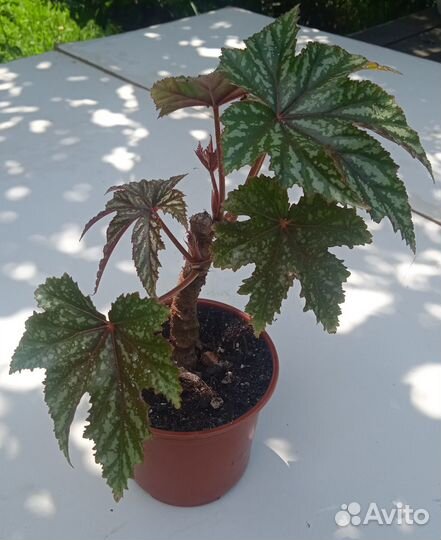 Бегония грифон